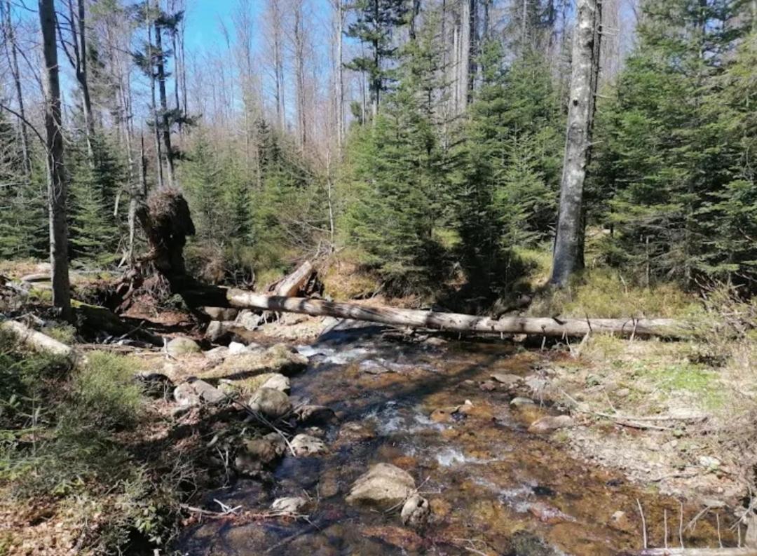 Ferienwohnungen "Haus Daxberg" Idyllisch Gelegen Im Bayerischen Wald Eppenschlag Eksteriør billede